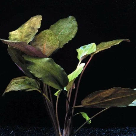 Planta Aquática Cryptocorine Cordata para Aquários
