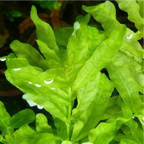 Planta Aquática Ludwigia Inclinata para Aquários
