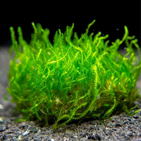Planta Aquática Musgo Spyke (Taxiphyllum Sp. Spike) para Aquários