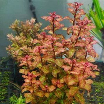 Planta Aquática Ludwigia Guinea (Ludwigia Guinea Sp.) para Aquários
