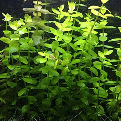 Planta Aquática Bacopa Caroliniana para Aquários