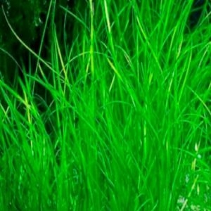 Planta Aquática Sagittaria Brasília para Aquários
