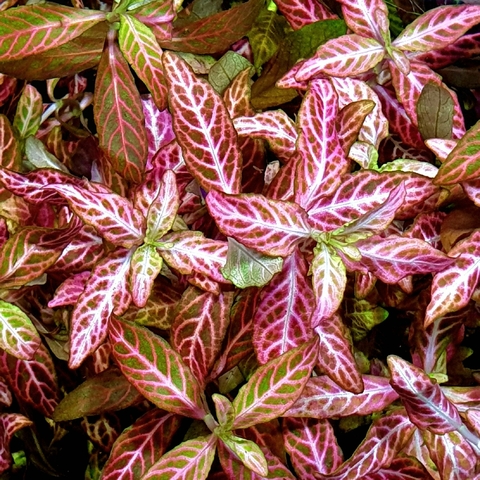 Planta Aquática Hygrophila Polisperma (Hygrophila Polysperma) para Aquários