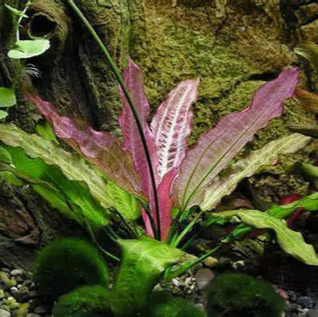 Planta Aquática Echinodorus Oriental para Aquários