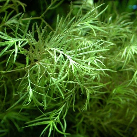 Planta Aquática Najas (Najas Guadelupensis) para Aquários