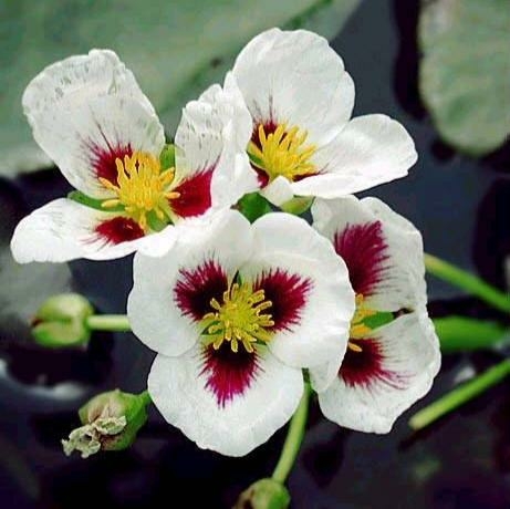 Planta Aquática Sagittaria Montevidensis para Lagos