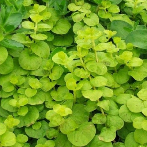 Planta Aquática Lysimachia Nummularia para Aquários
