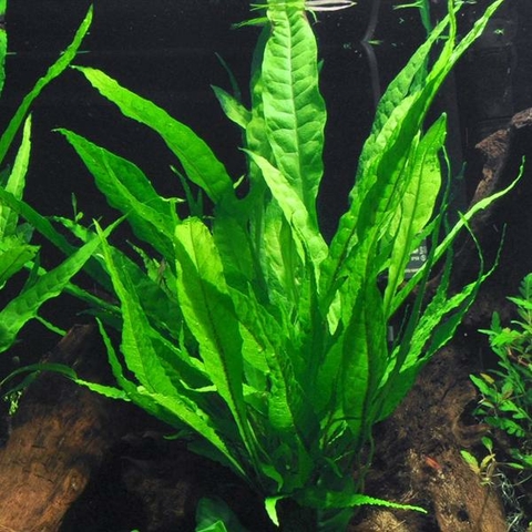 Planta Aquática Samambaia de Java (Microsorum Pteropus) para Aquários
