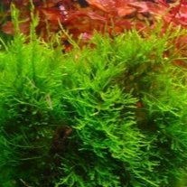 Planta Aquática Musgo Pirenópolis para Aquários