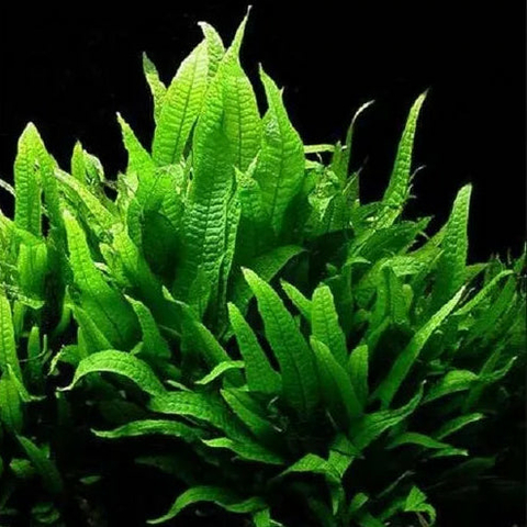 Planta Aquática Microsorum Philippine (Microsorum Pteropus) para Aquários