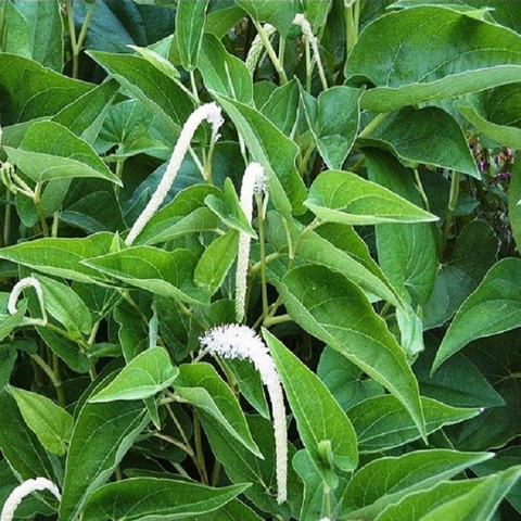 Planta Aquática Saururus Cernuus para Aquários