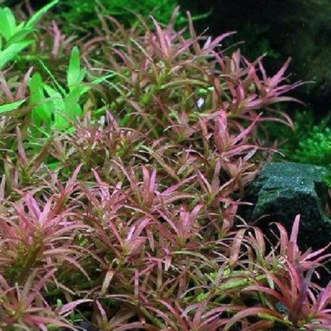 Planta Aquática Rotala Goiás para Aquários