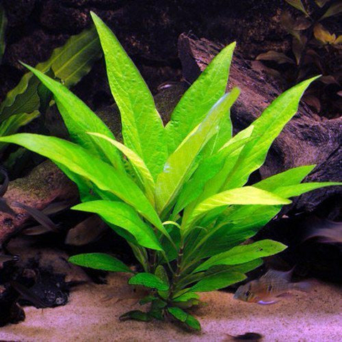 Planta Aquática Hygrophila Rio (Higrophyla Corymbosa) para Aquários