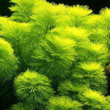 Planta Limnofila Aquática (Limnophila Aquatica) para Aquários