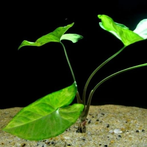 Planta Aquática Singonium Mármore (Syngonium Sp. White) para Aquários e Lagos