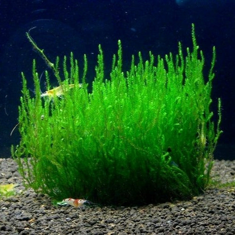 Planta Aquática Musgo Flame (Taxiphyllum Sp. Flame Moss) para Aquários