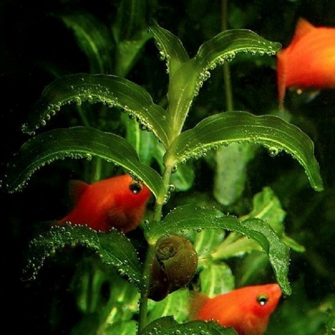 Planta Aquática Potamogeton Perfoliatus para Aquários e Lagos