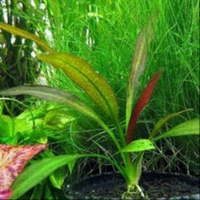 Planta Aquática Echinodorus Tiger (Echinodorus Amazonicus Tiger) para Aquários