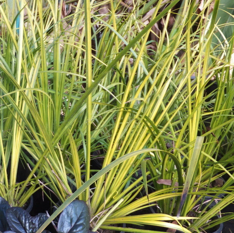 Planta Aquática Acorus Verde (Acorus Gramineus) para Aquários