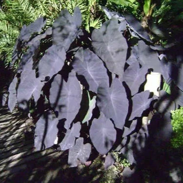 Planta Aquática Singonium Roxo para Lagos e Decoração