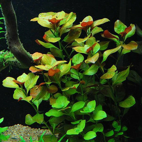Planta Aquática Ludwigia Repens para Aquários