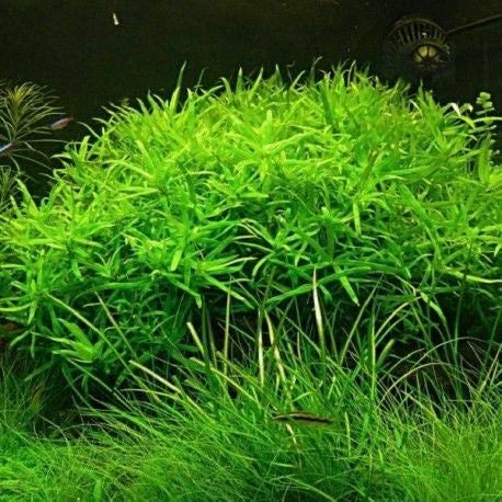 Planta Aquática Heterantera Zosterifolia (Heteranthera Zosterifolia) para Aquários