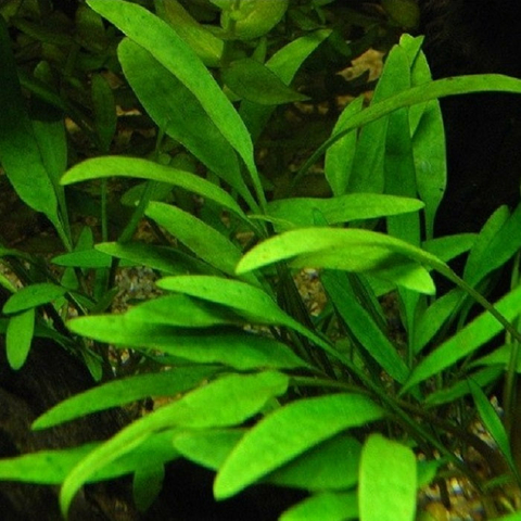 Planta Aquática Cryptocoryne Willisii (Cryptocoryne X Willissi) para Aquários