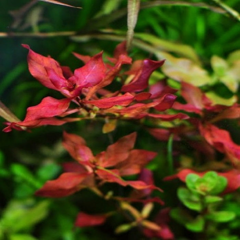 Planta Aquática Ludwigia Mini Red para Aquários