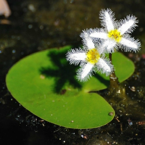 Planta Aquática Nymphoides Humboldiana para Aquários e Lagos