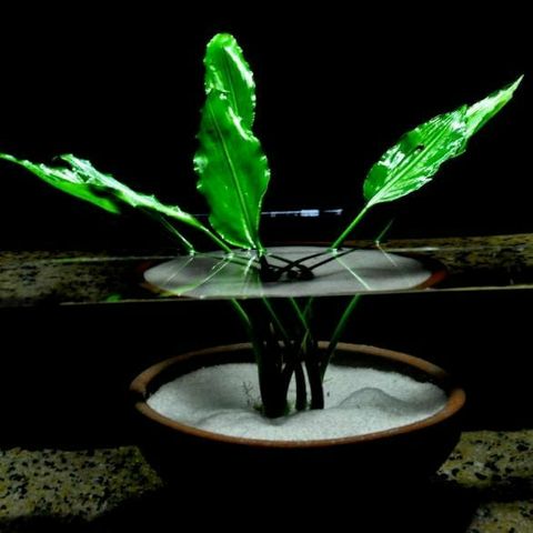 Planta Aquática Lagenandra (Lagenandra Sp.) para Aquários e Lagos