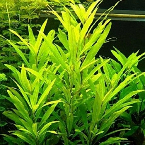 Planta Aquática Hygrofila Siamesis (Hygrofila Corymbosa Siamesis) para Aquários