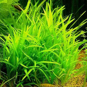 Planta Aquática Echinodorus Latifolius para Aquários