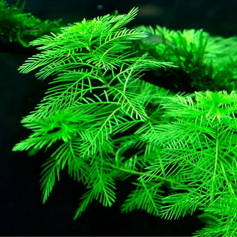 Planta Aquática Miriofilum Matogrossense (Myriophyllum Matogrossense) para Aquários