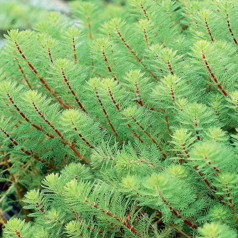 Planta Aquática Myriophyllum Japan (Myriophyllum Matogresse Japan) para Aquários