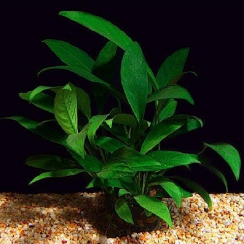 Planta Aquática Anúbia Lanceolata (Anubia Barteri Giabra) para Aquários
