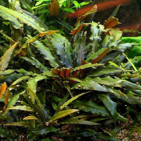 Planta Aquática Cryptocoryne Wendtii para Aquários