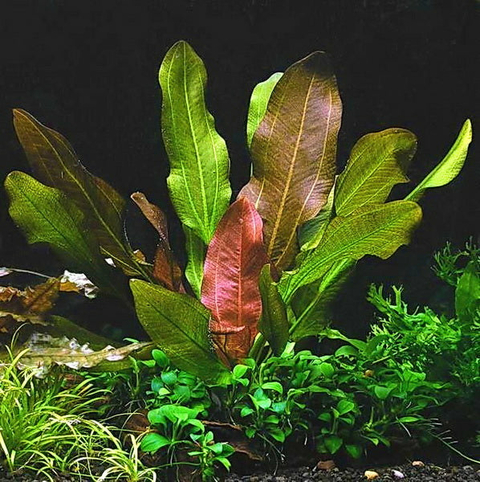 Planta Aquática Echinodorus Kleiner Bar para Aquários
