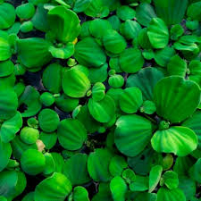 Planta Aquática Santa Luzia (Pistia Stratiotes) para Lagos e Aquários