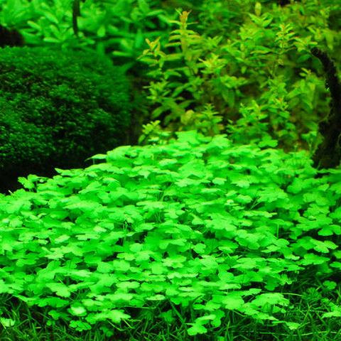 Planta Aquática Hydrocotyle Tripartita para Aquários