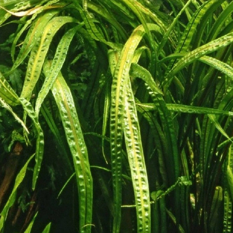 Planta Aquática Cryptocoryne Balansae para Aquários