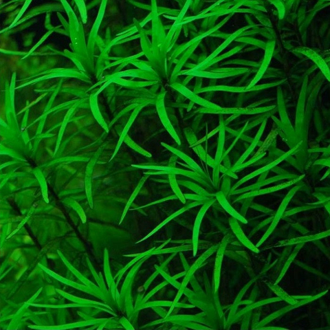 Planta Aquática Eichornia Diversifolia para Aquários e Lagos