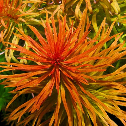 Planta Aquática Ludwigia Pantanal para Aquários