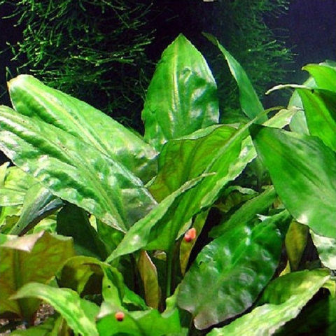 Planta Aquática Cryptocoryne Pontederifolia para Aquários