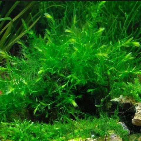 Planta Aquática Willow Moss (Fontinalis Antipyretica) para Aquários