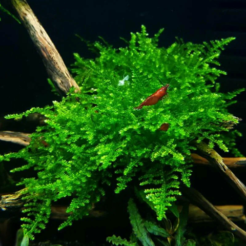Planta Aquática Musgo Christmas (Vesicularia sp. Christmas) para Aquários