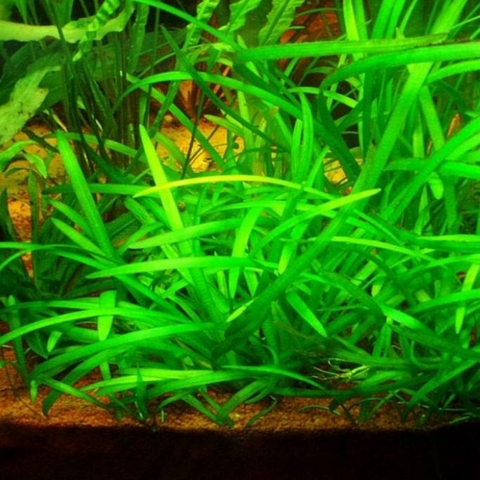Planta Aquática Sagitaria Subulata (Sagittaria Natans) para Aquários