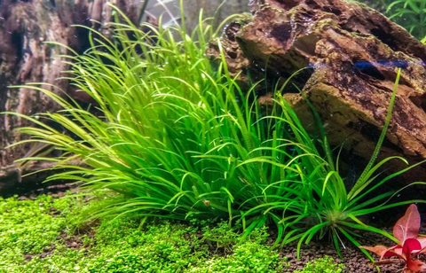 Planta Aquática Blixa Japônica (BLYXA JAPONICA) Para Aquário