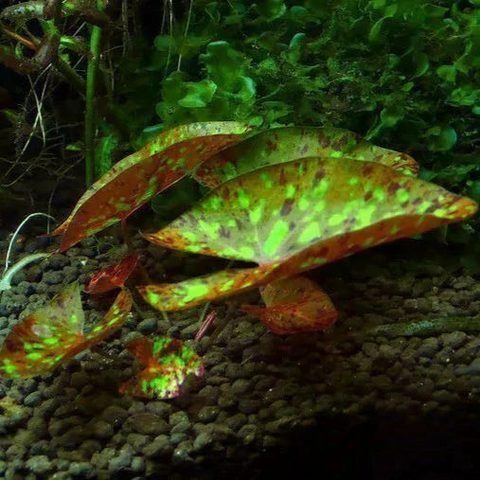 Planta Aquática Ninféia Micranta (Nympheae Micrantha) para Lagos e Aquários