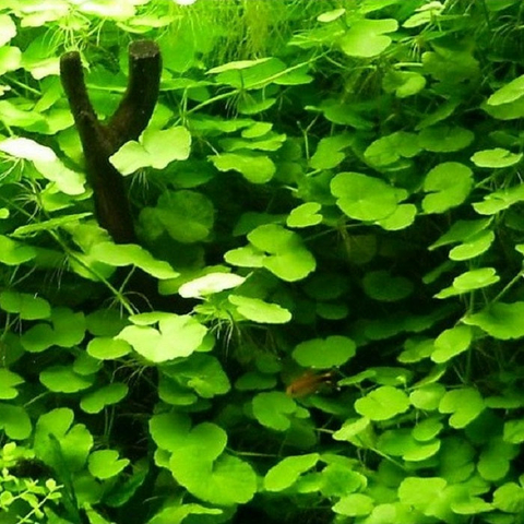 Planta Aquática Hydrocotyle Leucocephala para Aquários