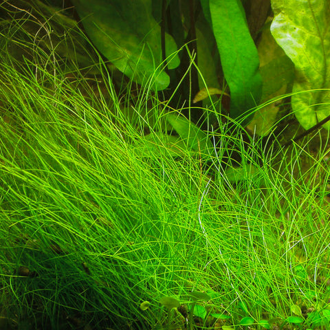 Planta Aquática Junco (Eleocharis Sp.) para Aquários e Lagos